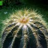 Notocactus _magnificus _07